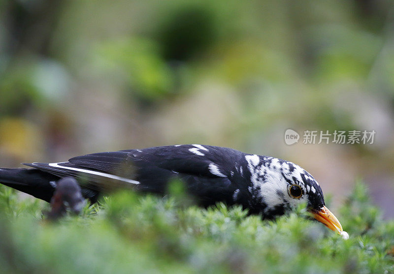 黑鸟(Turdus merula)男性白化进食